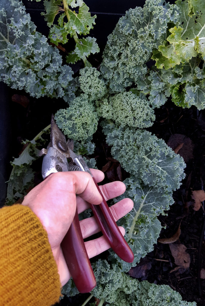 Grünkohl im winterlichen Gemüsegarten | Sortenempfehlungen