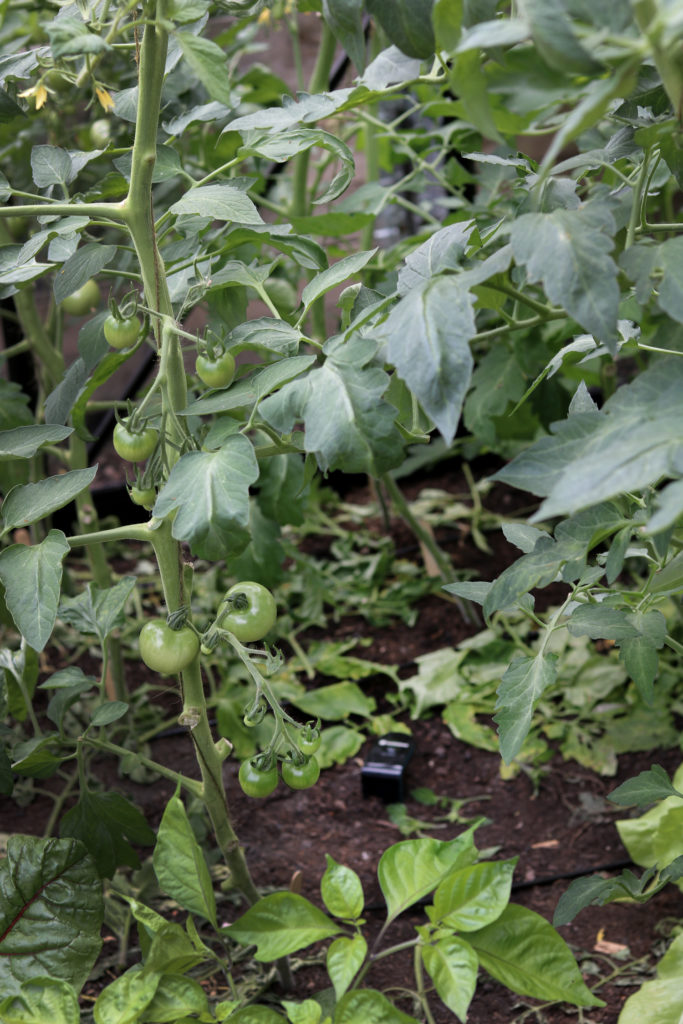 Gardena smart sensor im Tomatengewächshaus