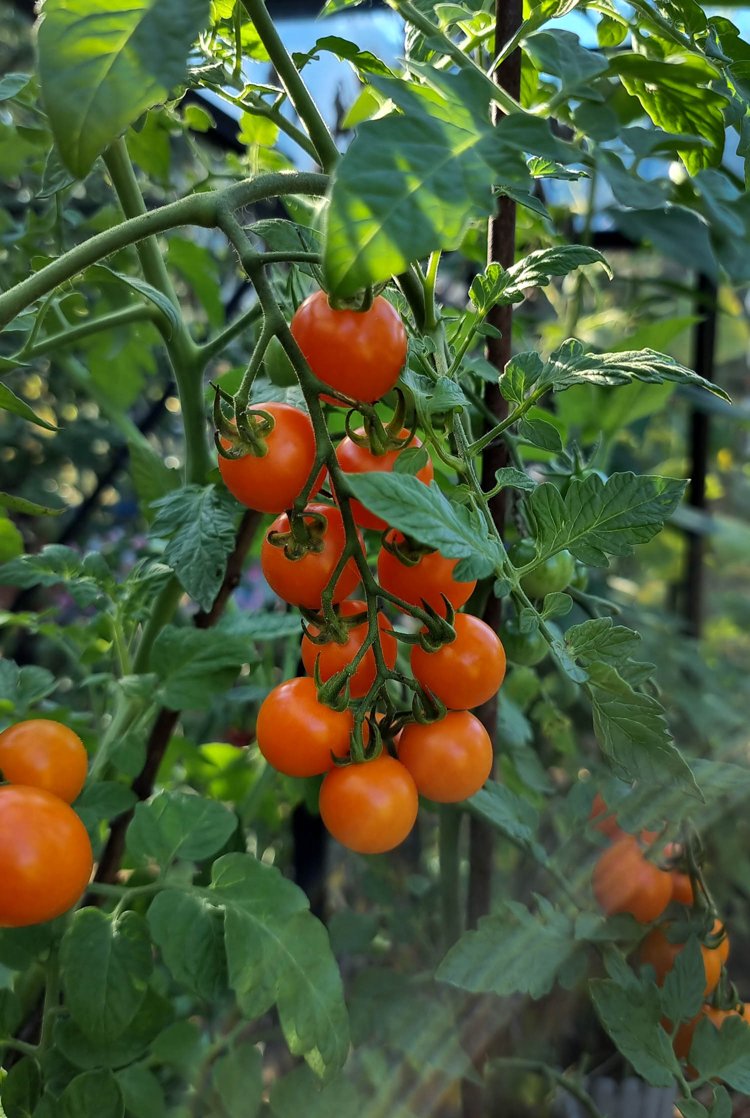 Tomaten im Hochbeet