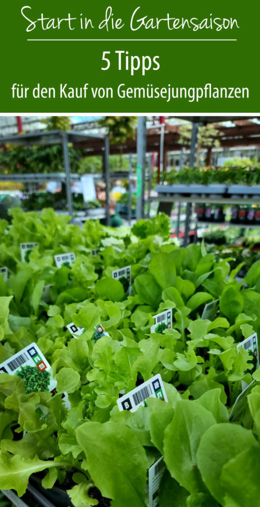5 Tipps für den Kauf von Gemüsejungpflanzen
