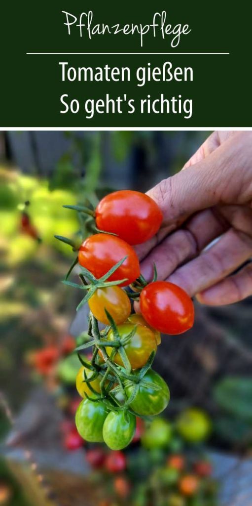 Tomaten gießen - So geht's richtig
