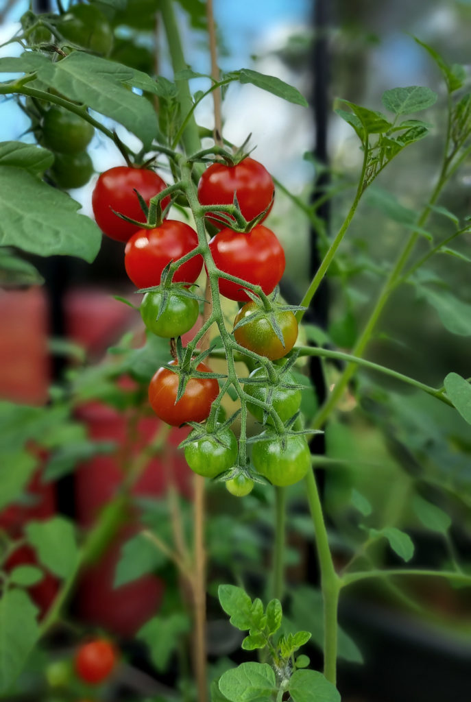 Tomatenpflege Tipps im Spätsommer