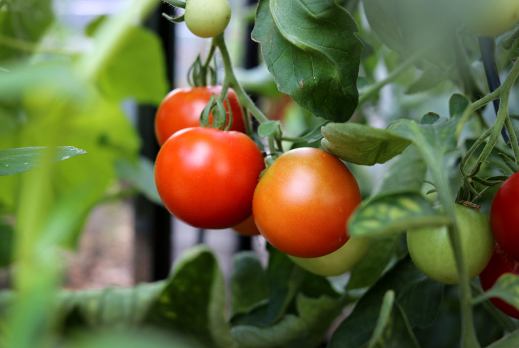 Tomatenpflege im Spätsommer