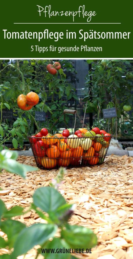 Tomatenpflege Tipps im Spätsommer