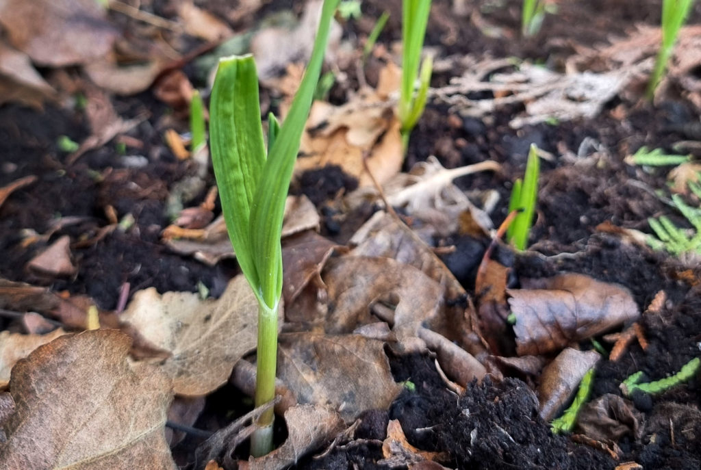 Knoblauch im Frühjahr stecken - jetzt für die Spätsommerernte vorsorgen!
